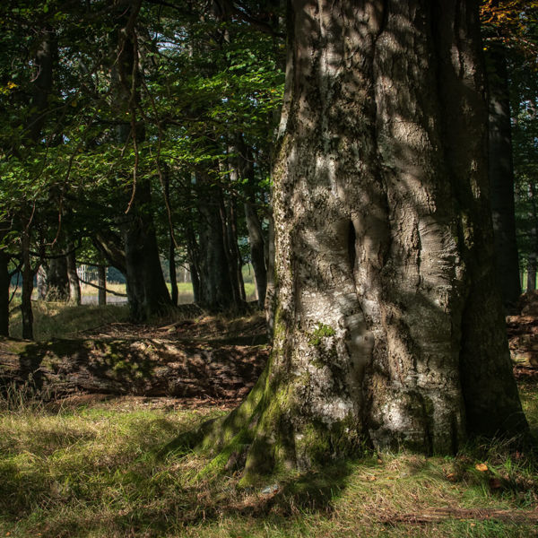 Obrázek /media/3ovpar35/český-les-obora-srdíčko-3.jpg