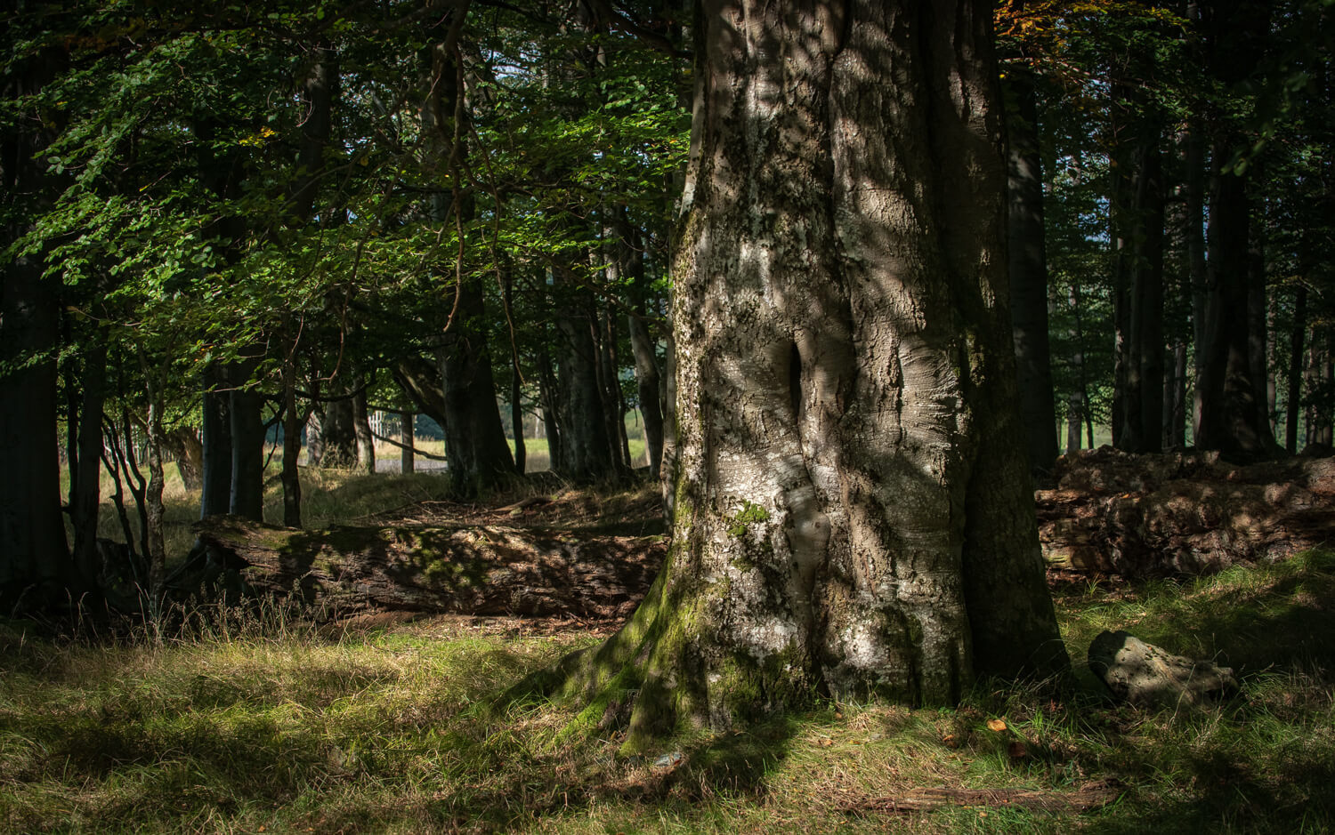 Obrázek /media/3ovpar35/český-les-obora-srdíčko-3.jpg