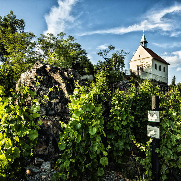 Obrázek /media/halpdy4h/prazske_vinice_11_full.jpg