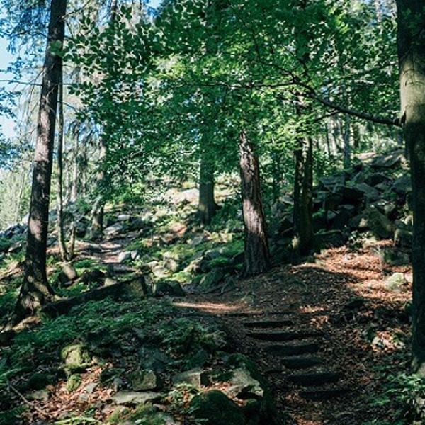 Obrázek /media/kpslx13m/les_dsc09216-edit.jpg
