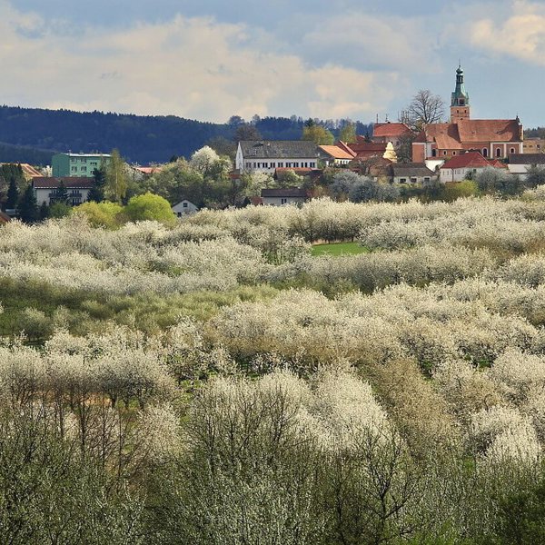 Obrázek /media/mt1fcum3/lhenice.jpg