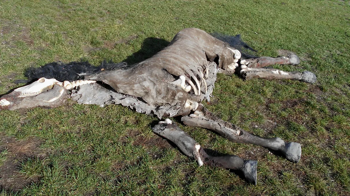 Obrázek /media/rphbjfjx/kůň-kadaver.jpg