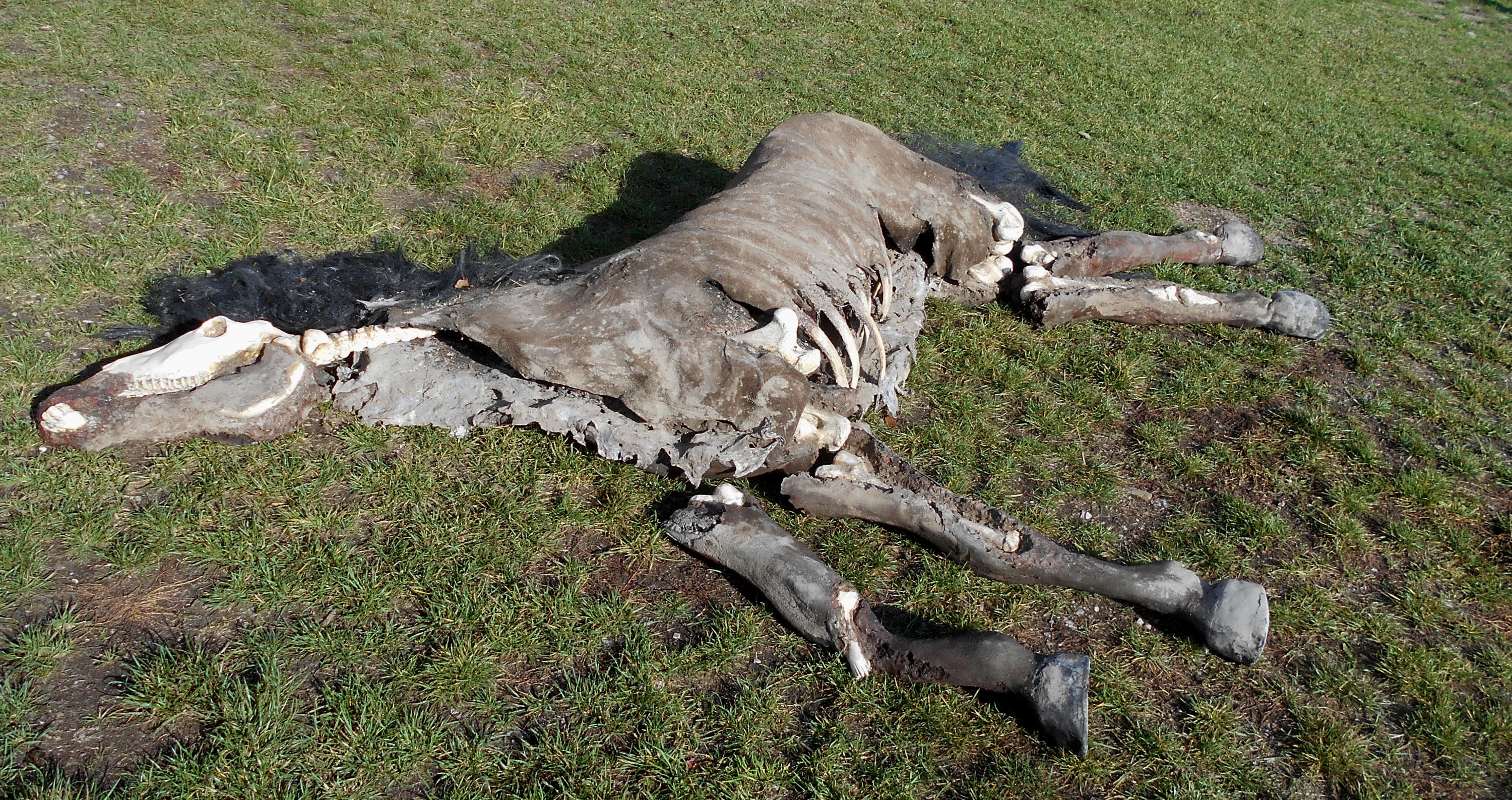 Obrázek /media/rphbjfjx/kůň-kadaver.jpg