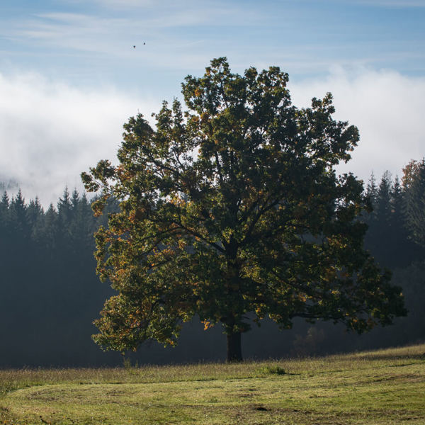 Obrázek /media/uq4lf3nq/_dsc9349.jpg