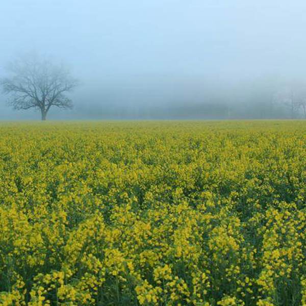 Obrázek /media/vfgffqz5/countryside6.jpg